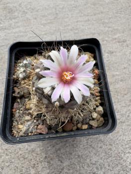 Preview: Turbinicarpus lophophoroides